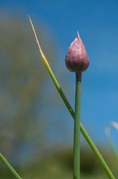 Shallots in the vegetable garden Stock Photos