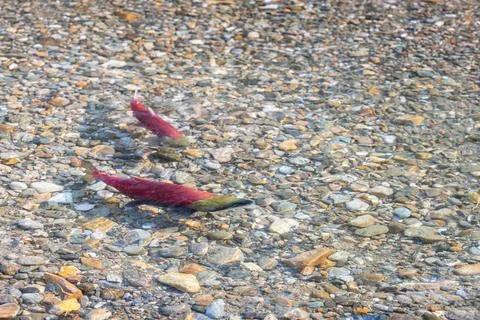 Shallow Adams River Pool Spawning Sockeye Salmon Fotos Stock
