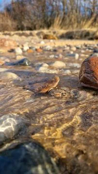Shallow Beach Stream Highlighting a Single Sunlit Pebble Foto stock