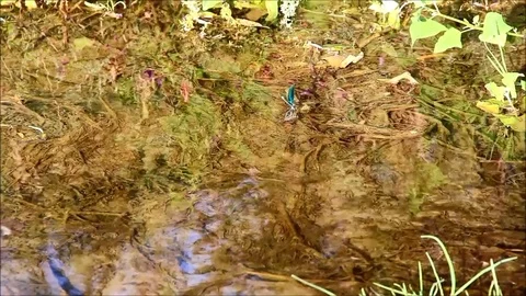 A shallow brook with a dragonfly on the surface Stock Footage 77861786