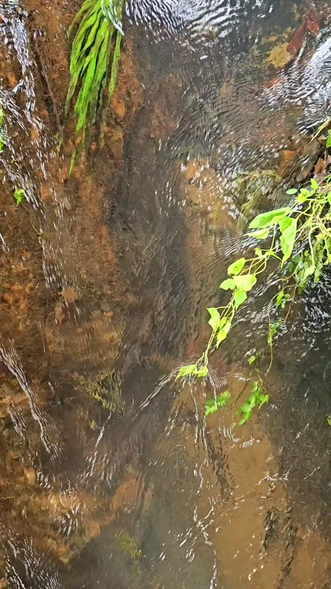 A shallow, clear forest creek flows over a sandy Stock-Footage 317619249