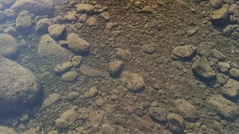 Shallow clear water over pebbled riverbed with ripples reflecting sunlight Vidéo 345569693