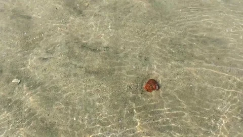 Shallow Clear Water on Sandy Beach, Vengurla, India Stock Footage 314188038