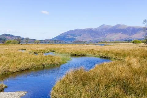Shallow clear water of a small stream flowing through marshland. Stock Photos
