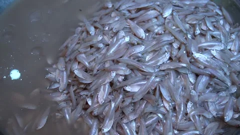 Shallow container filled with tightly packed silver fish Video stock 316693815