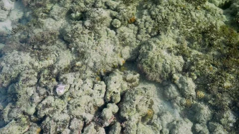 Shallow Coral Reef Seen Through Crystal Clear Water Stock Footage 340328872