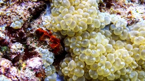 Shallow Coral Reef Texture in Sharm El-Sheikh, Egypt Underwater Stock Footage 343367998