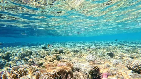 Shallow coral reef under clear water surface with sunlight patterns and tropical Stock Footage 324554748