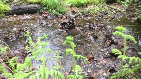 Shallow creak time lapse with log and ferns Stock Footage 239670328