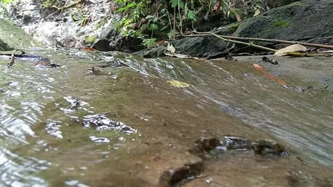 Shallow Creek Flowing Over Flat Rocks in Nature Stock Footage 329782942