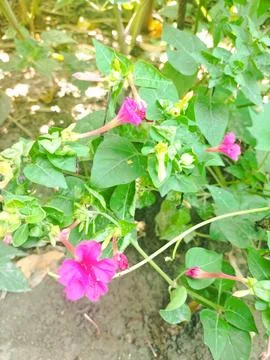 Shallow depth botanical image of pink four oclock flowers Stockfoto's