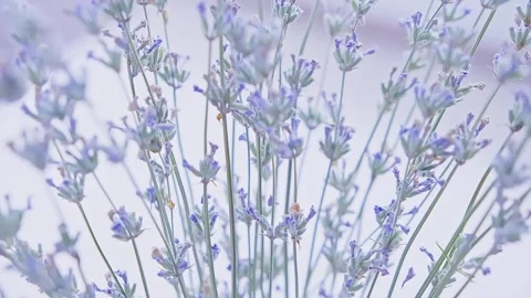 Shallow depth of field Bouquet of dried lavender tied bundle in a vase Stock Footage 242424488