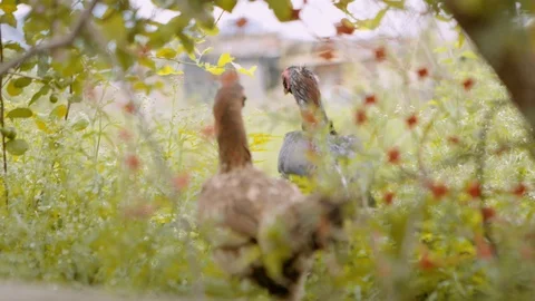 Shallow depth of field chickens walk through green bushes. slow motion Video stock 96131251