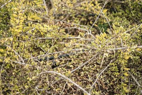 Shallow depth of field close up of interwoven green and yellow thorny branches Stock Photos