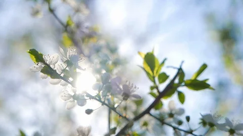 Shallow depth of field close up shot of cherry blossom tree flowers Stock Footage 98438700