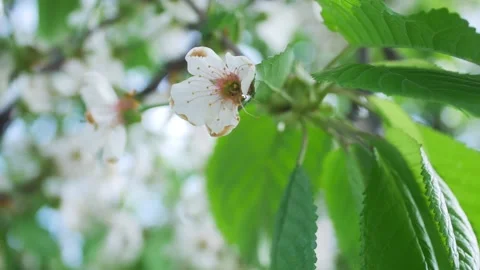 Shallow Depth Of Field Close Up Shot Of  Blooming spring cherry (Sakura) Stock Footage 194425652