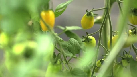 Shallow depth of field closeup of fresh young yellow tomatoes in a garden Stock Footage 248356225