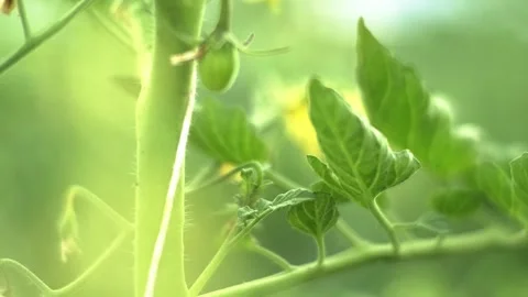 Shallow depth of field closeup of fresh young yellow tomato flowers in a garden Stock Footage 248356269