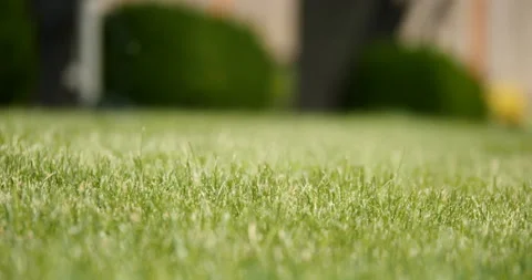 Shallow depth of field with a dolly move of grass, Seattle, Washington. Stock Footage 131487793