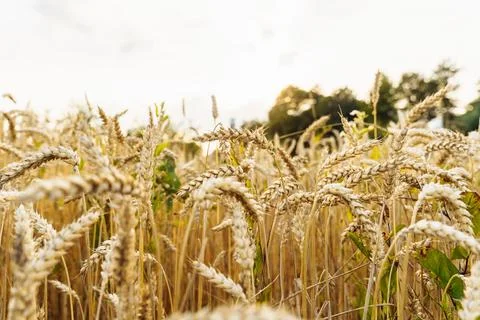 Shallow depth of field on ears of wheat in an agricultural field Stock Photos