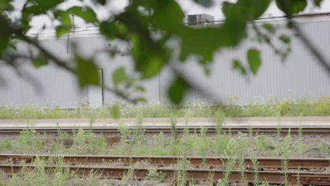 Shallow depth of field focus on branch with leaves blowing and rail tracks Stock Footage 267057331