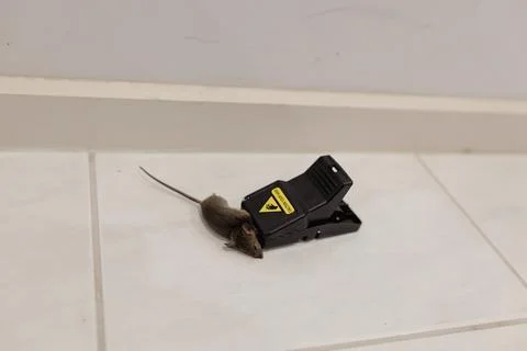 Shallow depth of field focus on a dead mouse trapped in a mouse trap on the f Stock Photos