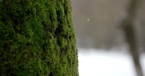A Shallow Depth of Field Focused on the Moss on a Tree Trunk in the Park While Vidéo 71421616