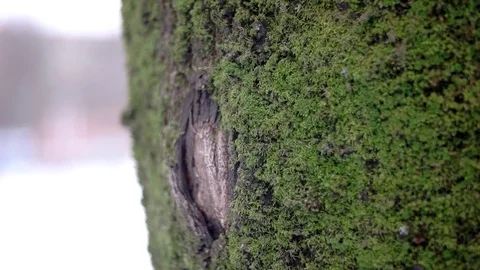 A Shallow Depth of Field Focused on the Moss on a Tree Trunk in the Park While 스톡 동영상 71421694