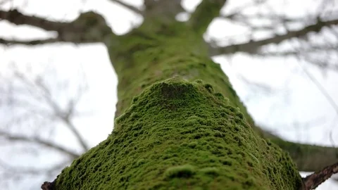 A Shallow Depth of Field Focused on the Moss on a Tree Trunk in the Park While Stock Footage 71421920