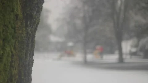 A shallow depth of field focussed on the moss on a tree trunk in the park while Stock Footage 59111587
