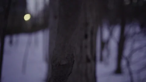 Shallow Depth of Field Forest Stock Footage 86375073