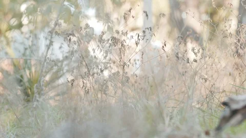 Shallow Depth of Field Grass Stock Footage 121975131