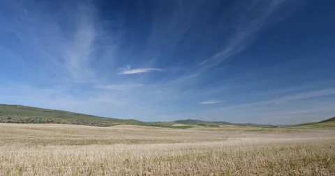 Shallow depth of field of grass in a  Seattle, Washington yard. Stock Footage 131487400