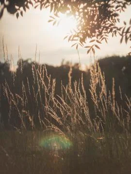 Shallow Depth of Field Grassy Path Nature Plants Outdoors Rural Area Detail Stock Photos