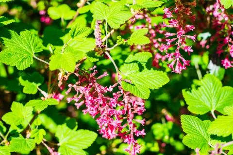 Shallow depth of field image of the beautiful flowers of the flowering red cu Stock Photos