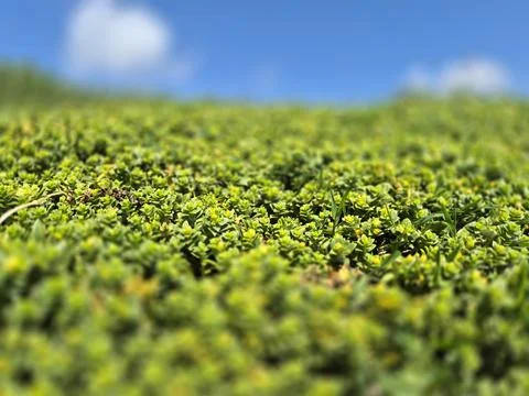 A shallow depth of field image shows dense green ground cover plants with sma Fotos de archivo