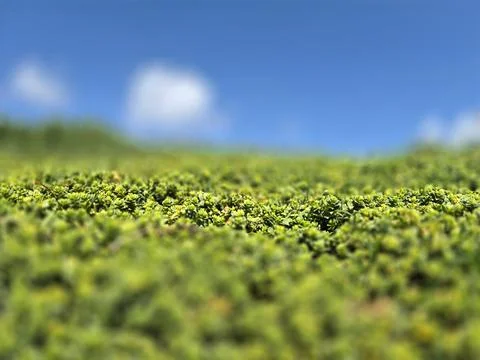 A shallow depth of field image shows dense green ground cover plants with sma Fotos de archivo