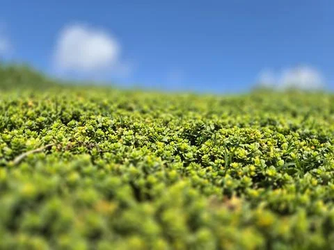A shallow depth of field image shows dense green ground cover plants with sma Fotos de archivo