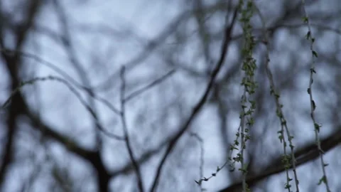 Shallow depth of field leafless Salix babylonica (Weeping Willow) branches Stock Footage 234768837