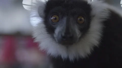 Shallow depth of field Lemur face Stock Footage 141533524