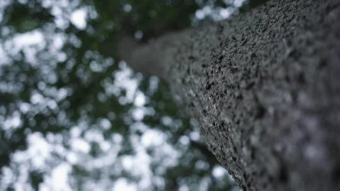 Shallow depth of field looking up into a pine tree evening Video stock 88048191