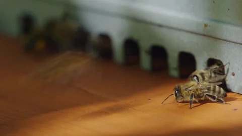 Shallow depth of field macro shot of some bees flying in and out the hive 库存影片 98485933