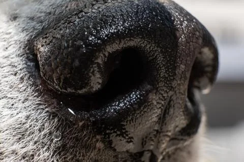 Shallow depth of field macro shot of an akita inu dog wet snout Stock Photos