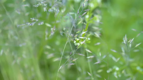 Shallow depth of field on a meadow with plants Video stock 156266640