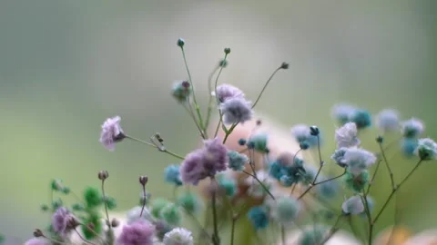 Shallow depth of field of Multi colored gypsophila flowers close-up macro, 4k Stock Footage 242488447