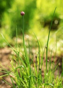 Shallow depth of field (only "to be flower" in focus) of young chives (Allium Stock Photos