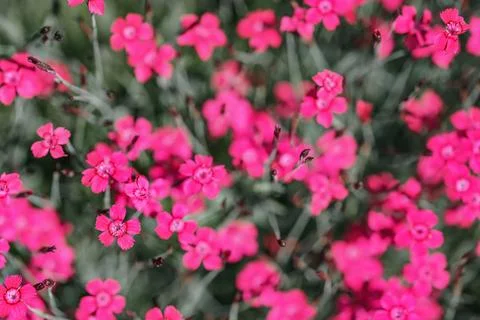Shallow depth of field, only few blossoms in focus. Bright pink garden carnation Stock Photos