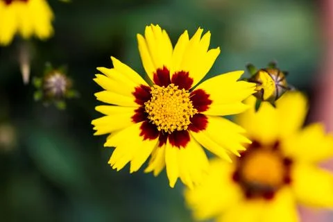 A shallow depth of field portrait of multiple beautifful coreopsis flowers... Stock Photos