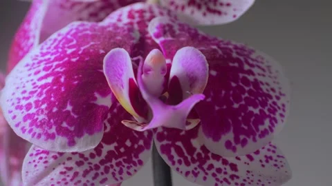 Shallow depth of field of a purple and white Orchids (Phalaenopsis) flower Stock-Footage 168689540
