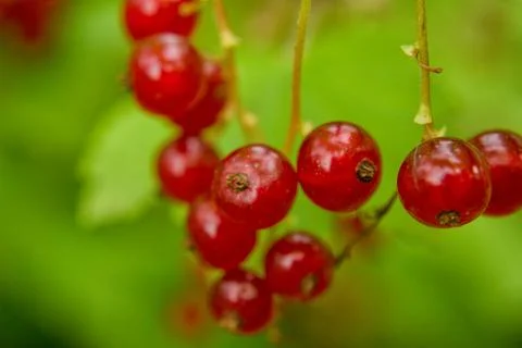 Shallow depth of field redcurrant and green leaves. Close up, soft focus of.. Stock Photos